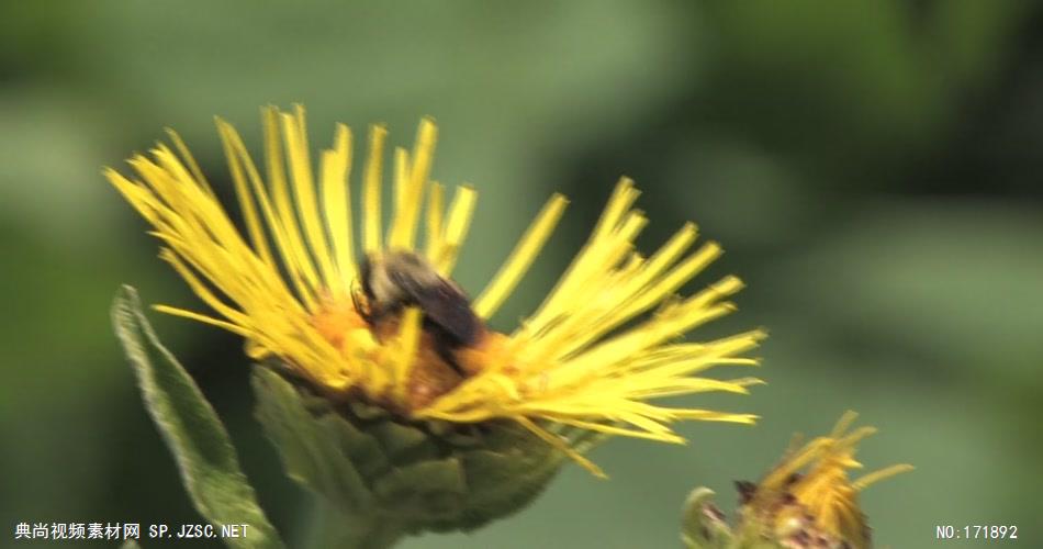 大黄蜂 bumble bee 高清视频全集_batchStoc Video高清视频素材下载 led视频背景 led下载