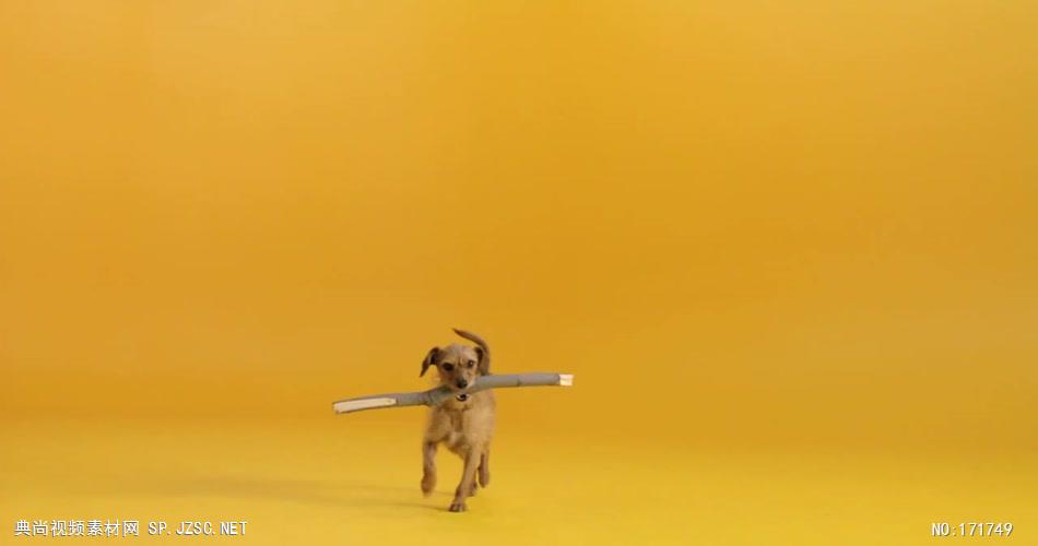 PEDIGREE宝路宠物食品广告.720p 欧美高清广告视频