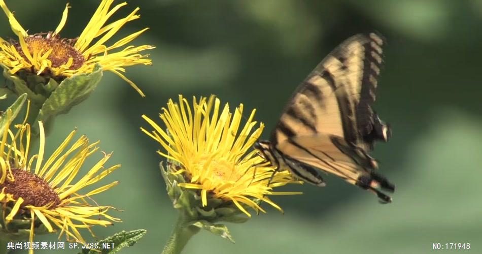 帝王蝶 Monarch butterfly 高清视频全集_batchStoc Video高清视频素材下载 led视频背景 led下载
