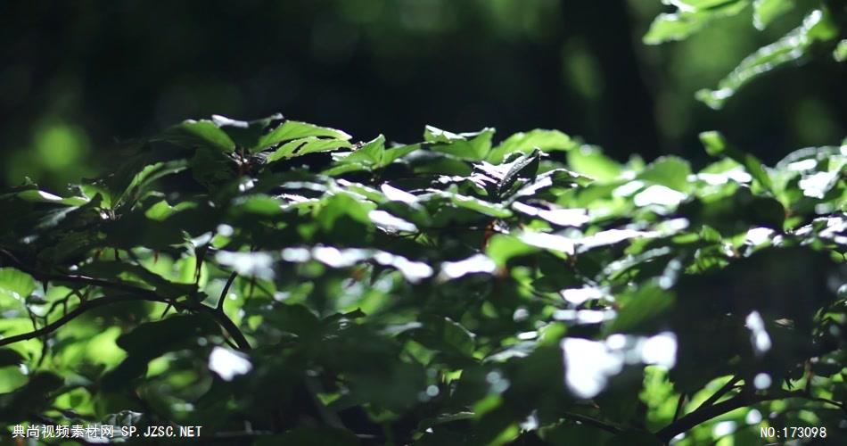 清新树叶艾慕时光 AM014-13 树林植物 视频下载