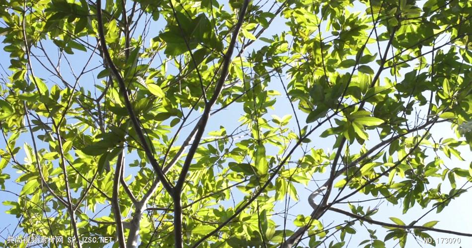 清新树叶艾慕时光 AM014-24 树林植物 视频下载