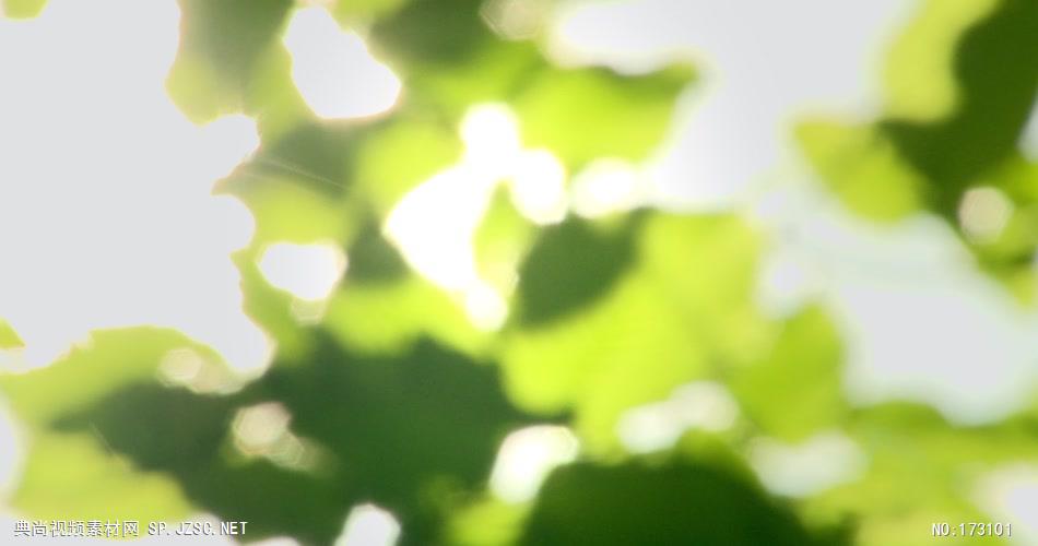 清新树叶艾慕时光 AM014-7 树林植物 视频下载