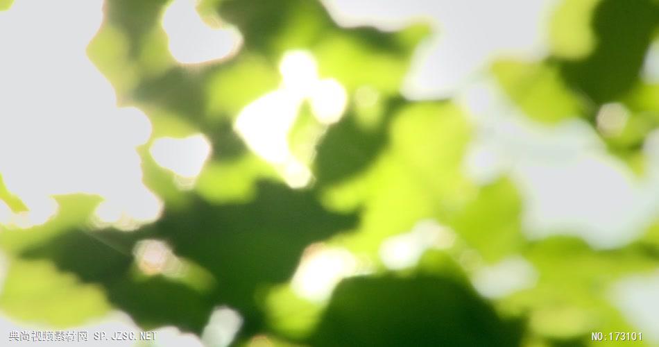 清新树叶艾慕时光 AM014-7 树林植物 视频下载
