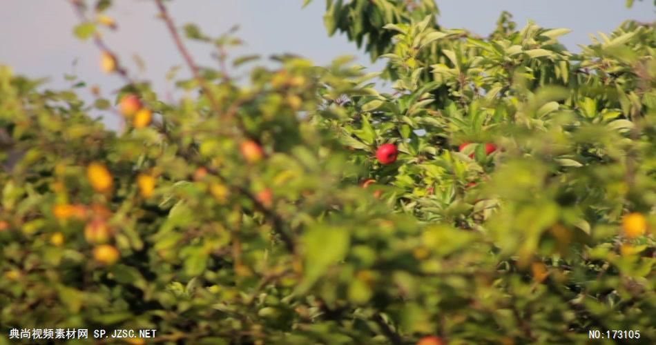 清新树叶艾慕时光 AM014-2 树林植物 视频下载