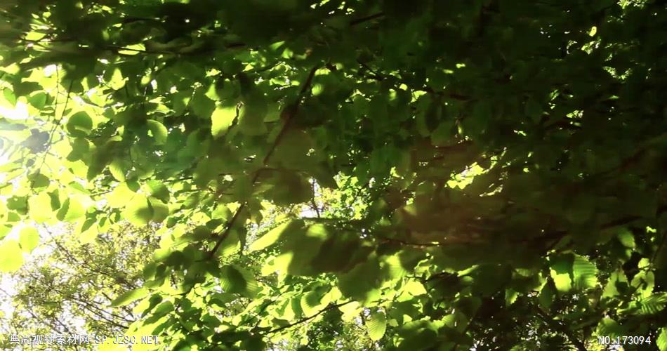清新树叶艾慕时光 AM014-17 树林植物 视频下载