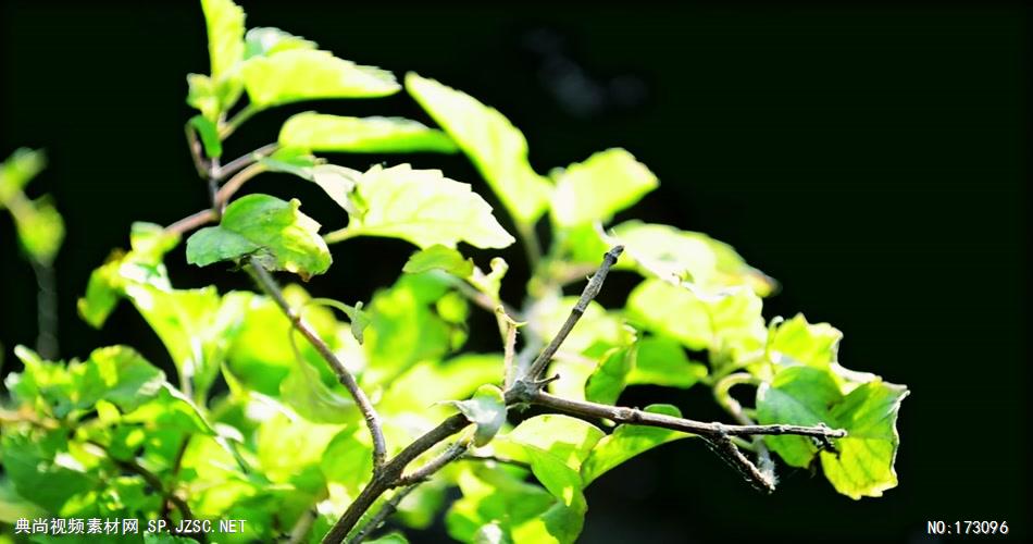 清新树叶艾慕时光 AM014-15 树林植物 视频下载