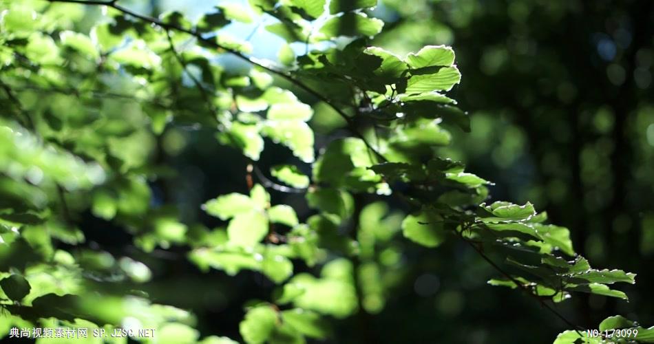 清新树叶艾慕时光 AM014-12 树林植物 视频下载