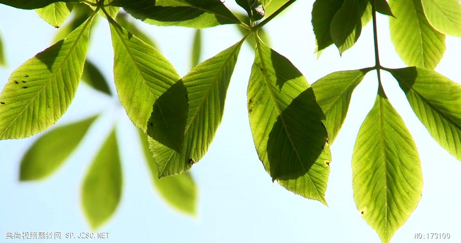 清新树叶艾慕时光 AM014-8 树林植物 视频下载