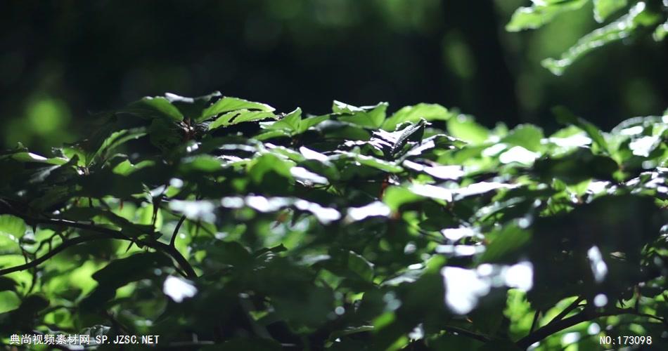 清新树叶艾慕时光 AM014-13 树林植物 视频下载