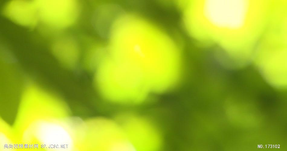 清新树叶艾慕时光 AM014-6 树林植物 视频下载