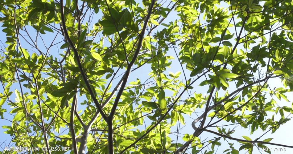 清新树叶艾慕时光 AM014-24 树林植物 视频下载
