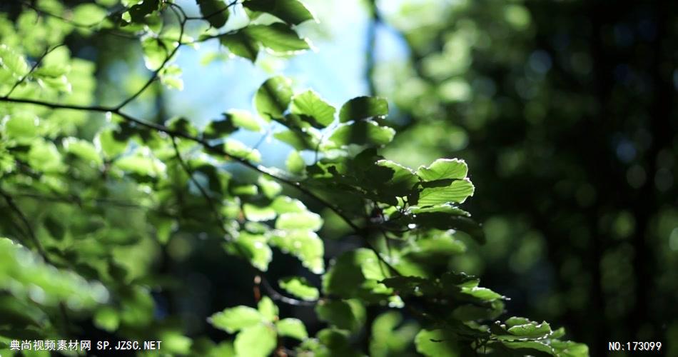 清新树叶艾慕时光 AM014-12 树林植物 视频下载