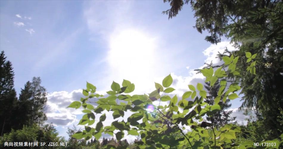 清新树叶艾慕时光 AM014-5 树林植物 视频下载