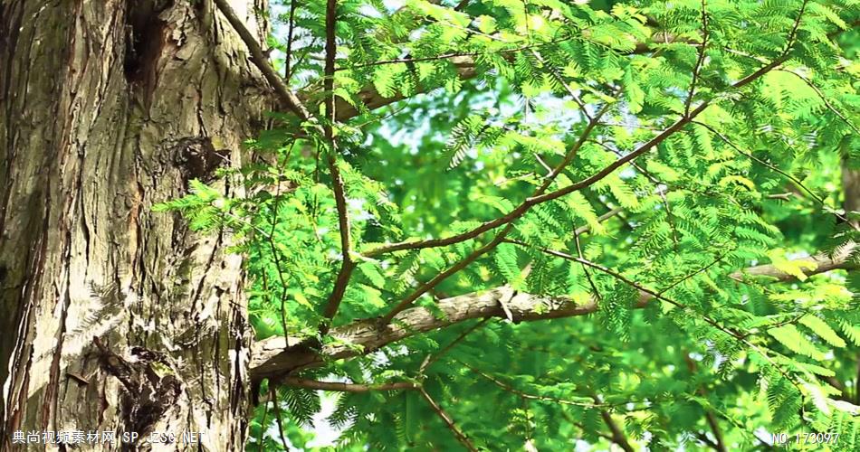 清新树叶艾慕时光 AM014-14 树林植物 视频下载