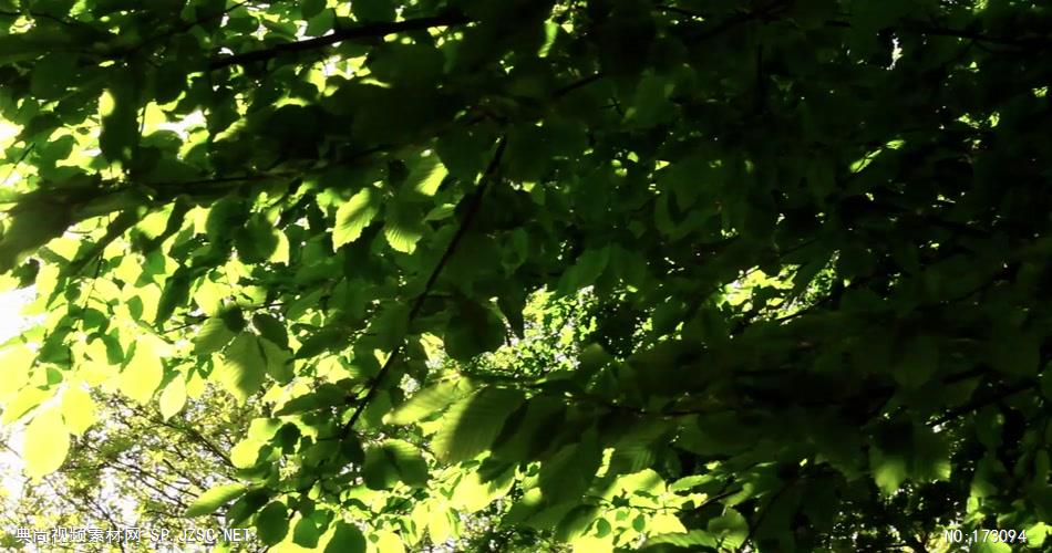 清新树叶艾慕时光 AM014-17 树林植物 视频下载