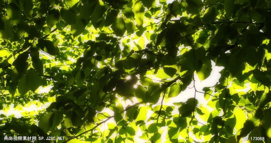 清新树叶艾慕时光 AM014-23 树林植物 视频下载