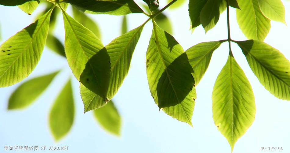 清新树叶艾慕时光 AM014-8 树林植物 视频下载