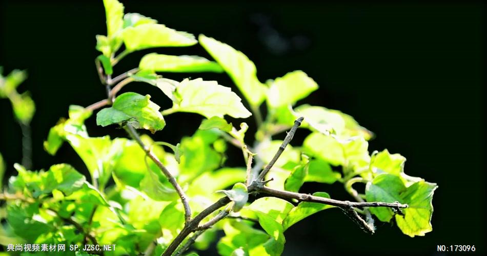 清新树叶艾慕时光 AM014-15 树林植物 视频下载