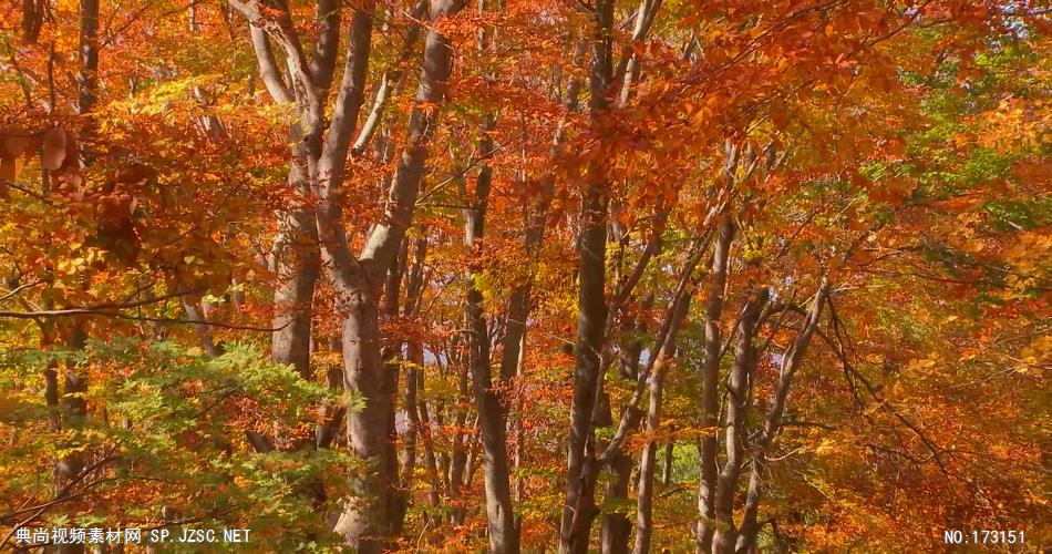 树林树木秋天风景 AM053-6植物 视频下载