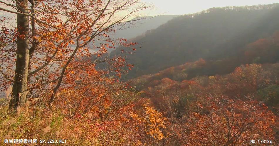树林树木秋天风景 AM053-18植物 视频下载