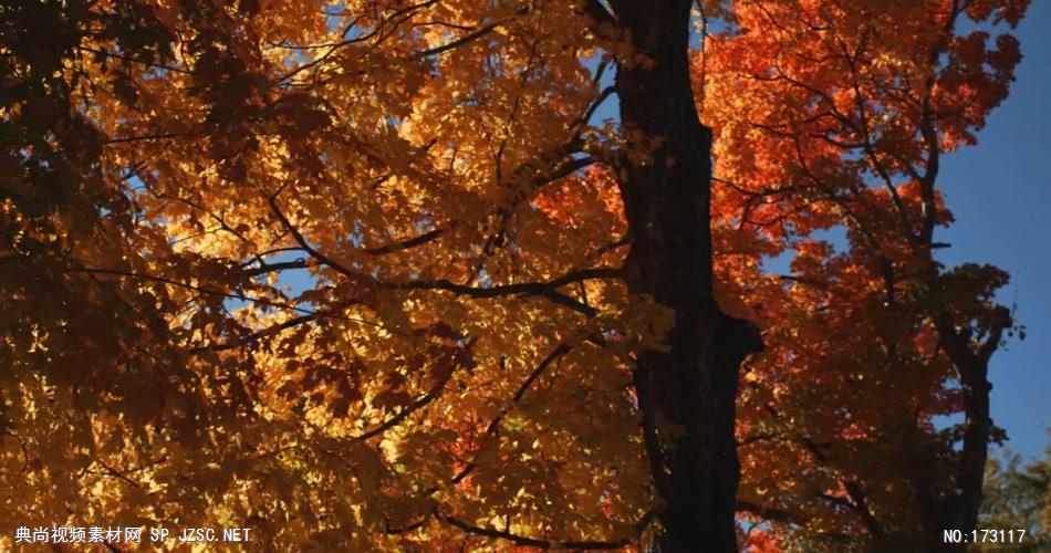 树林树木秋天风景 AM053-37植物 视频下载