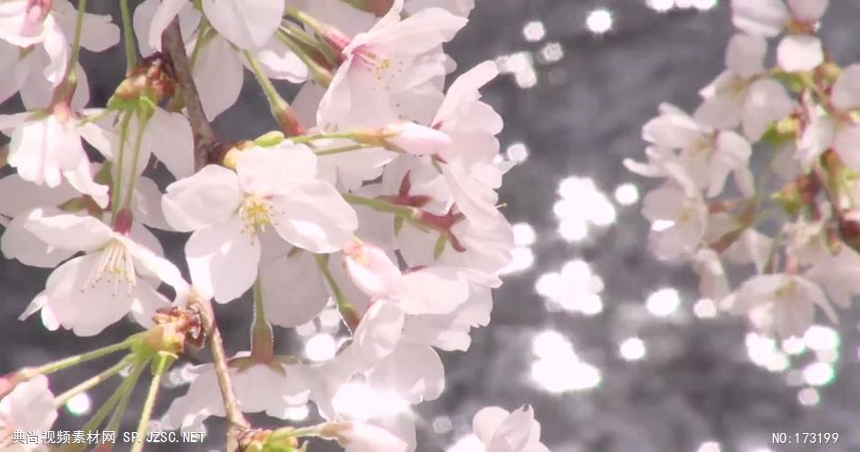 唯美樱花 AM051-24 视频下载