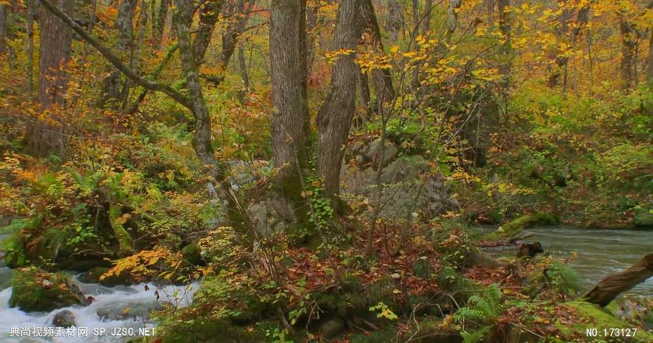 树林树木秋天风景 AM053-29植物 视频下载