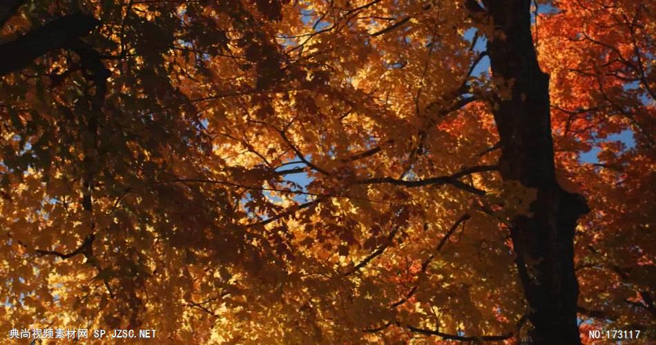 树林树木秋天风景 AM053-37植物 视频下载