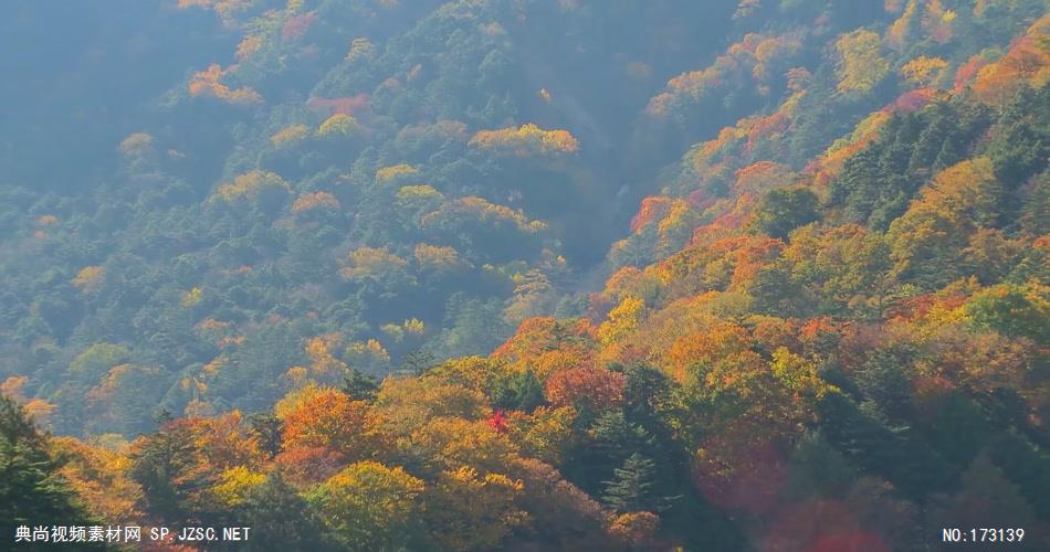 树林树木秋天风景 AM053-16植物 视频下载