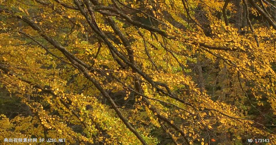树林树木秋天风景 AM053-12植物 视频下载