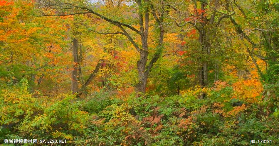 树林树木秋天风景 AM053-23植物 视频下载