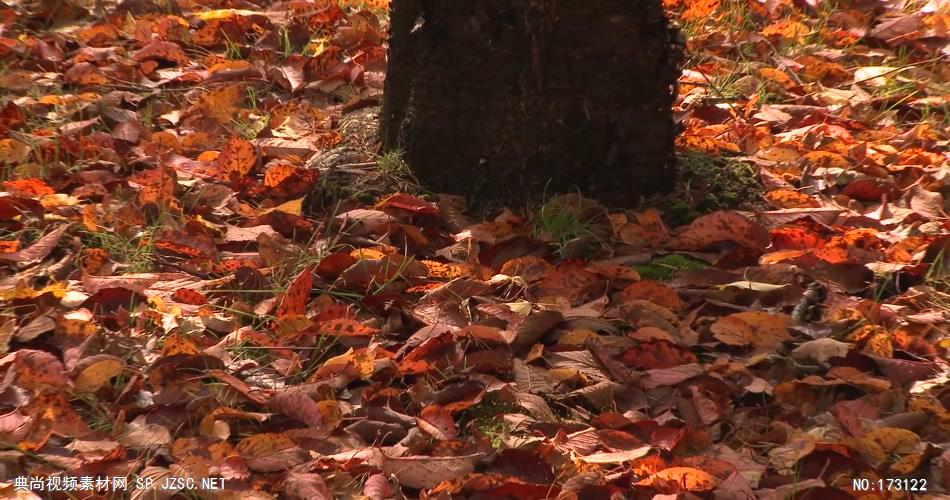 树林树木秋天风景 AM053-33植物 视频下载