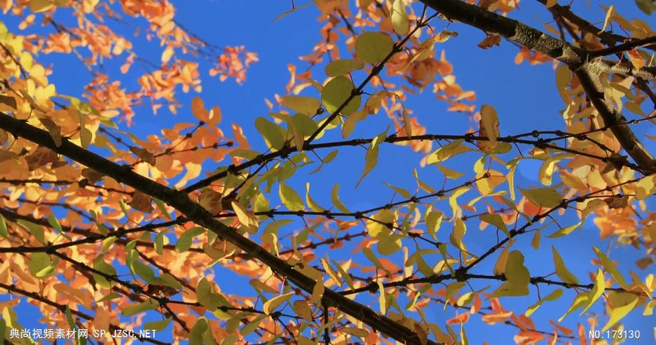 树林树木秋天风景 AM053-24植物 视频下载