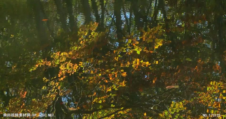 树林树木秋天风景 AM053-20植物 视频下载