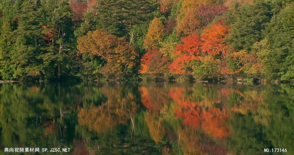 树林树木秋天风景 AM053-7植物 视频下载