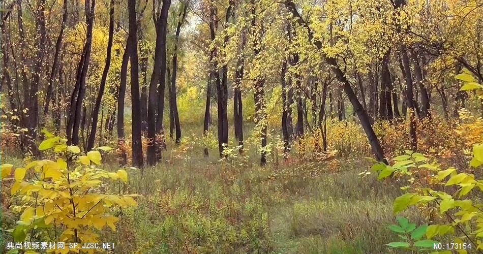 树林树木秋天风景 AM053-35植物 视频下载