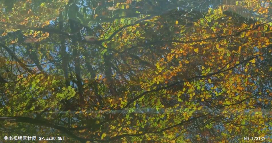 树林树木秋天风景 AM053-19植物 视频下载