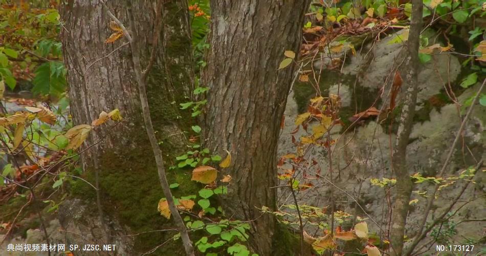 树林树木秋天风景 AM053-29植物 视频下载