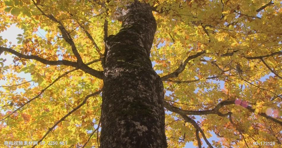 树林树木秋天风景 AM053-28植物 视频下载