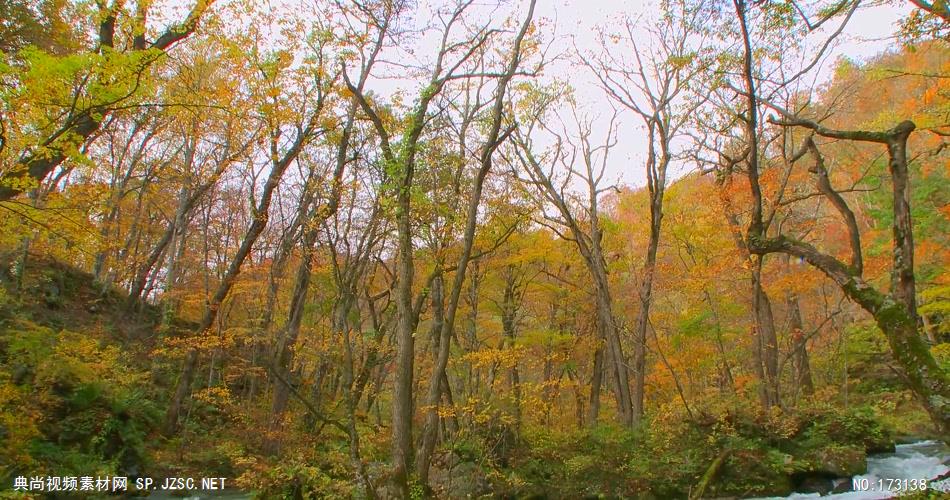 树林树木秋天风景 AM053-17植物 视频下载