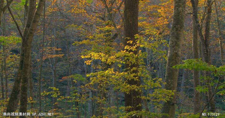 树林树木秋天风景 AM053-27植物 视频下载