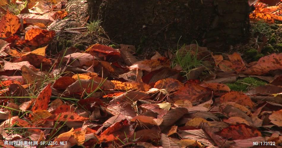 树林树木秋天风景 AM053-33植物 视频下载
