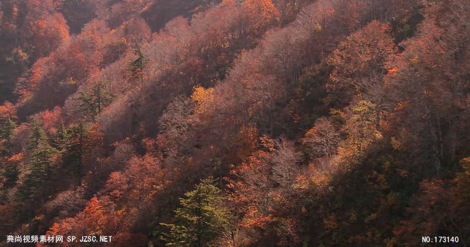 树林树木秋天风景 AM053-13植物 视频下载