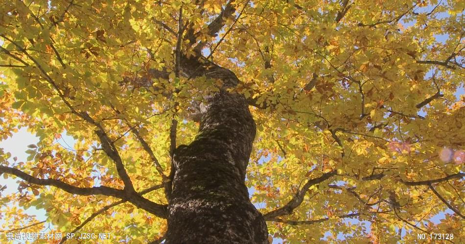 树林树木秋天风景 AM053-28植物 视频下载