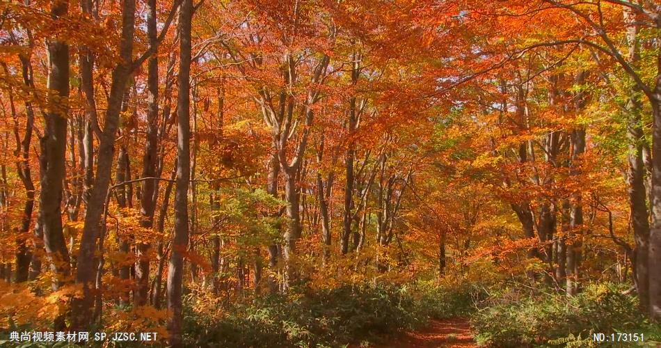 树林树木秋天风景 AM053-6植物 视频下载