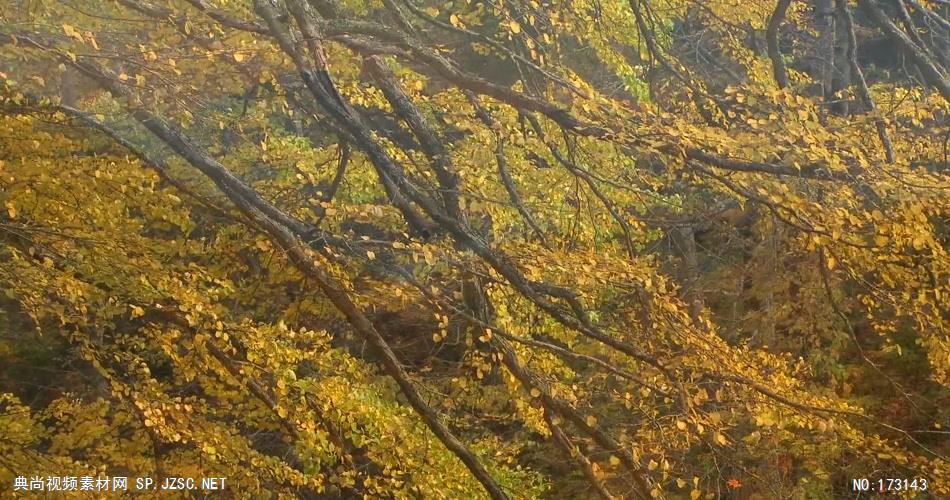 树林树木秋天风景 AM053-12植物 视频下载