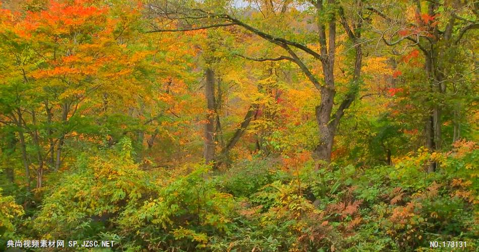 树林树木秋天风景 AM053-23植物 视频下载