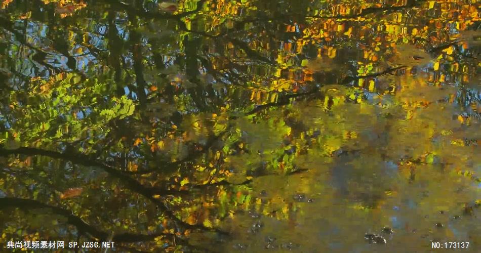 树林树木秋天风景 AM053-19(1)植物 视频下载