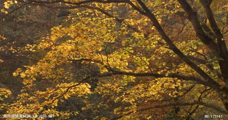 树林树木秋天风景 AM053-15植物 视频下载