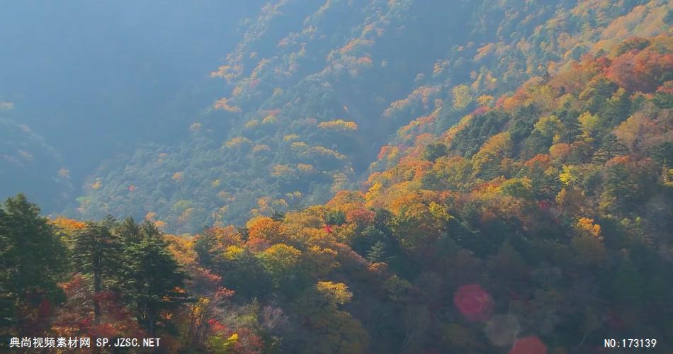 树林树木秋天风景 AM053-16植物 视频下载
